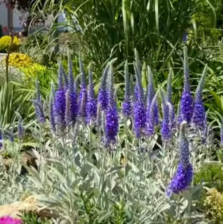 Veronica Incana Silbersee (1178-1)